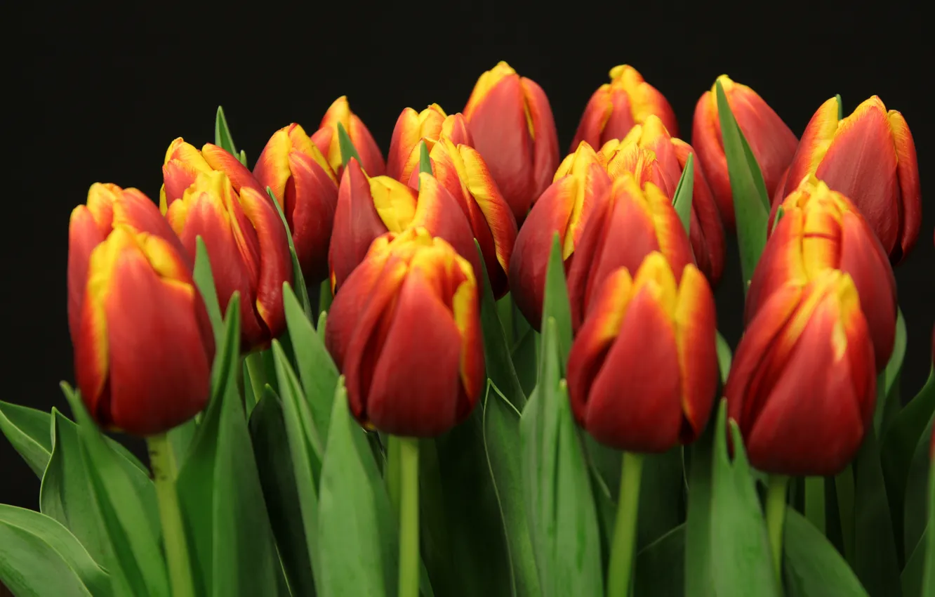 Photo wallpaper the dark background, bouquet, tulips, red, buds, a lot, two-tone, red-yellow