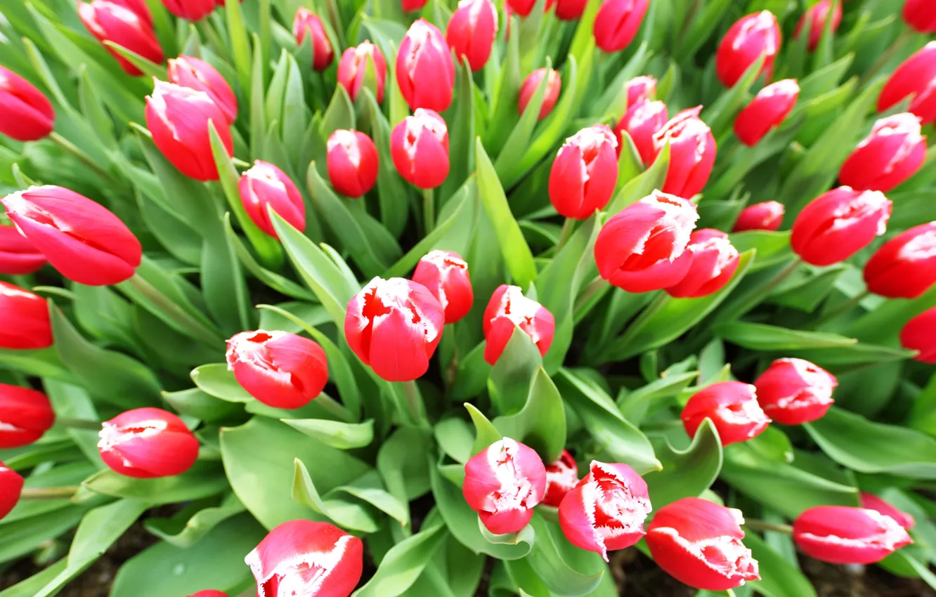 Photo wallpaper leaves, spring, petals, garden, tulips, flowerbed