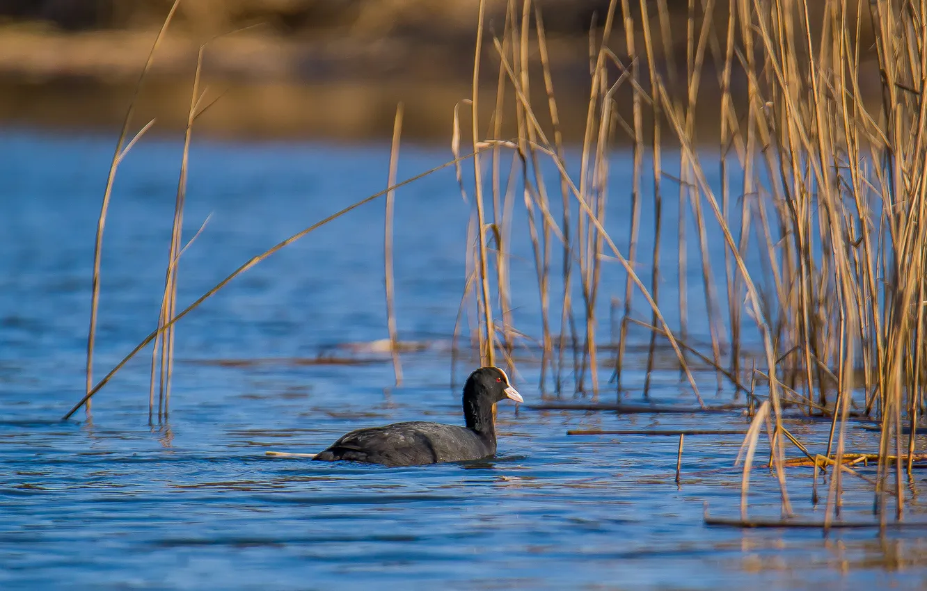 Photo wallpaper lake, bird, spring, The great crested grebe, photohunt