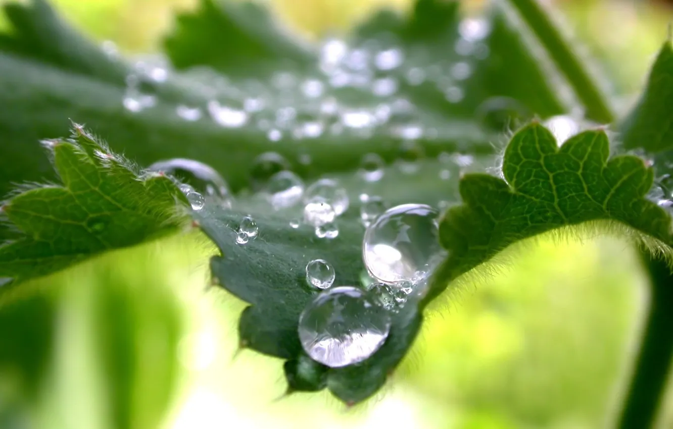 Photo wallpaper greens, leaves, drops