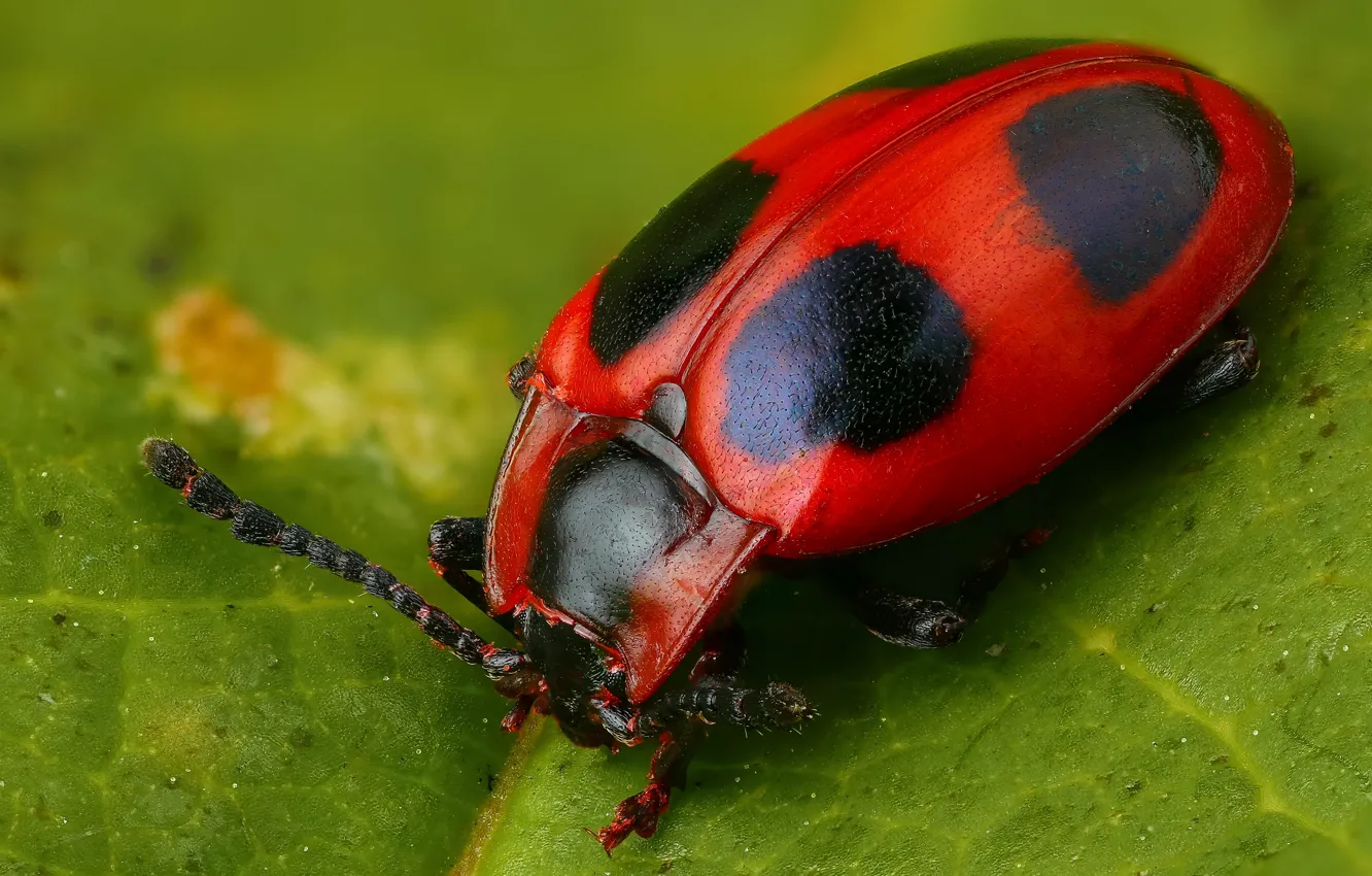 Photo wallpaper macro, red, green, background, leaf, beetle, insect, spotted
