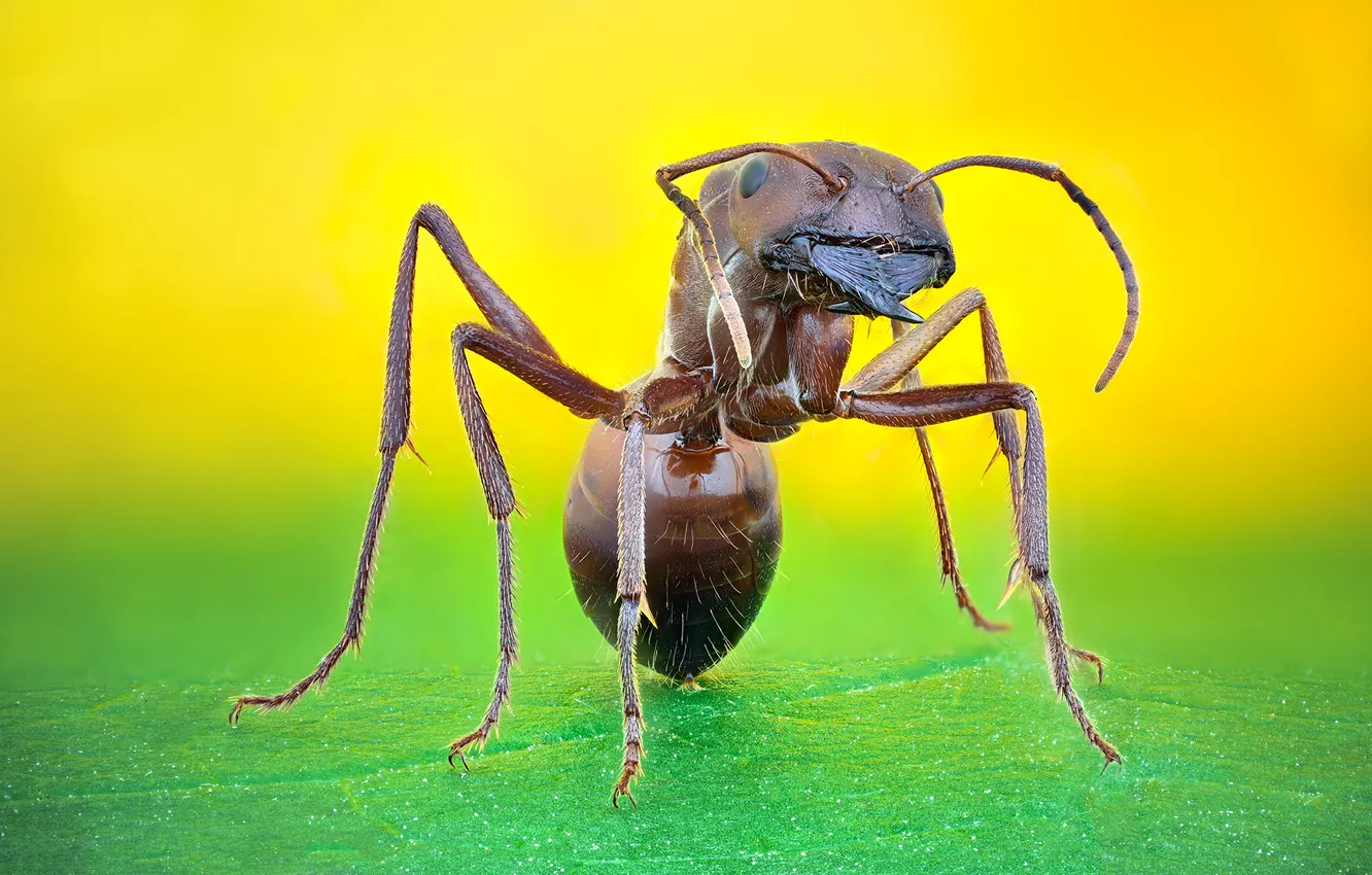 Photo wallpaper zoom, insect, Ant