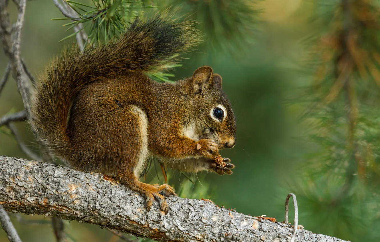 Photo wallpaper branches, protein, lunch
