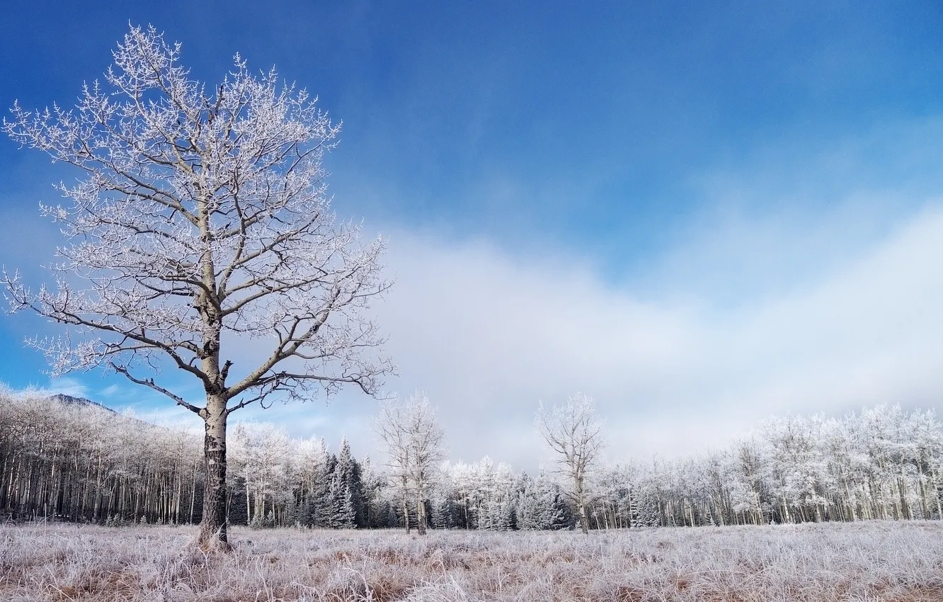 Photo wallpaper winter, frost, forest, grass, tree