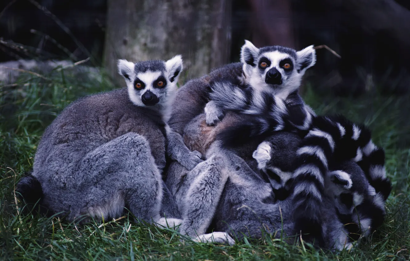 Photo wallpaper animals, lemurs, Madagascar
