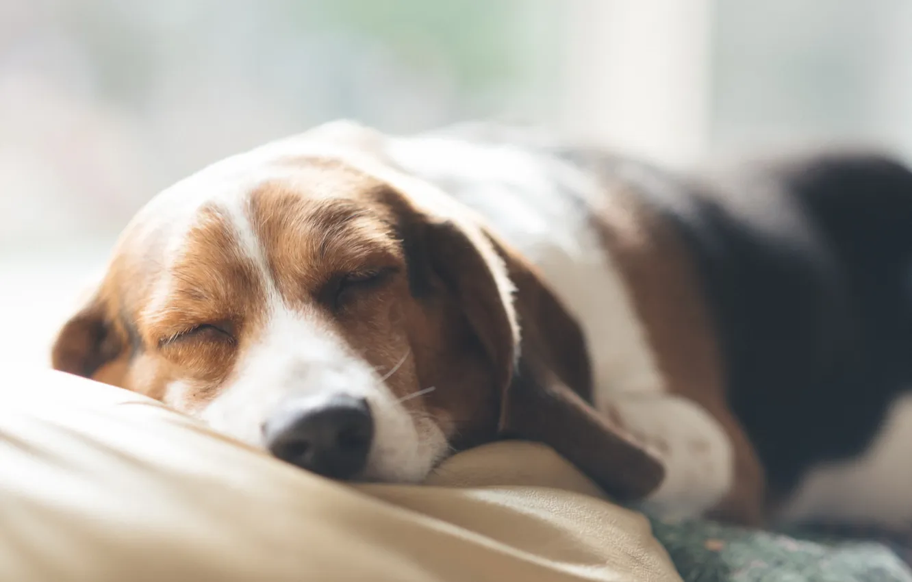 Photo wallpaper comfort, home, dog