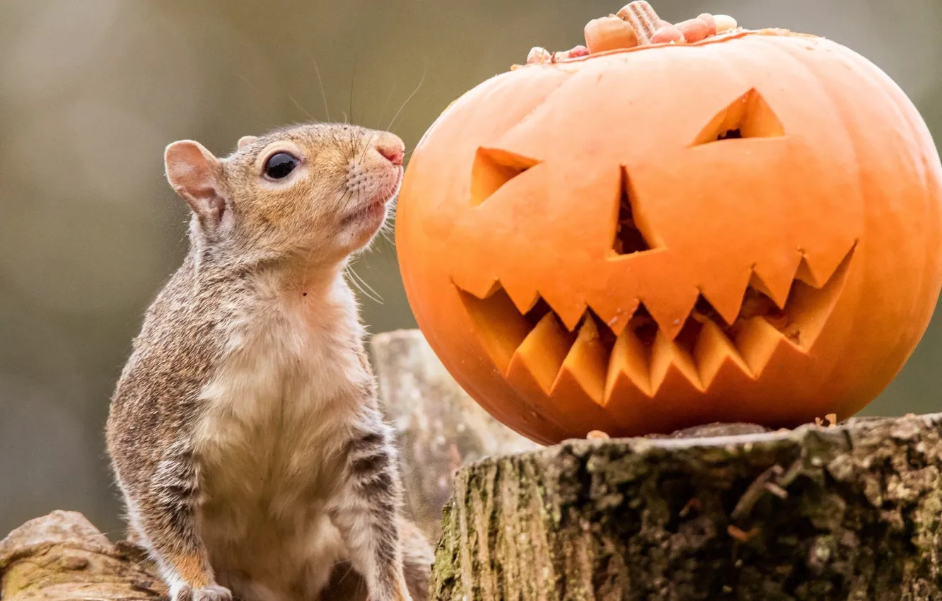 Photo wallpaper stump, protein, pumpkin, Halloween