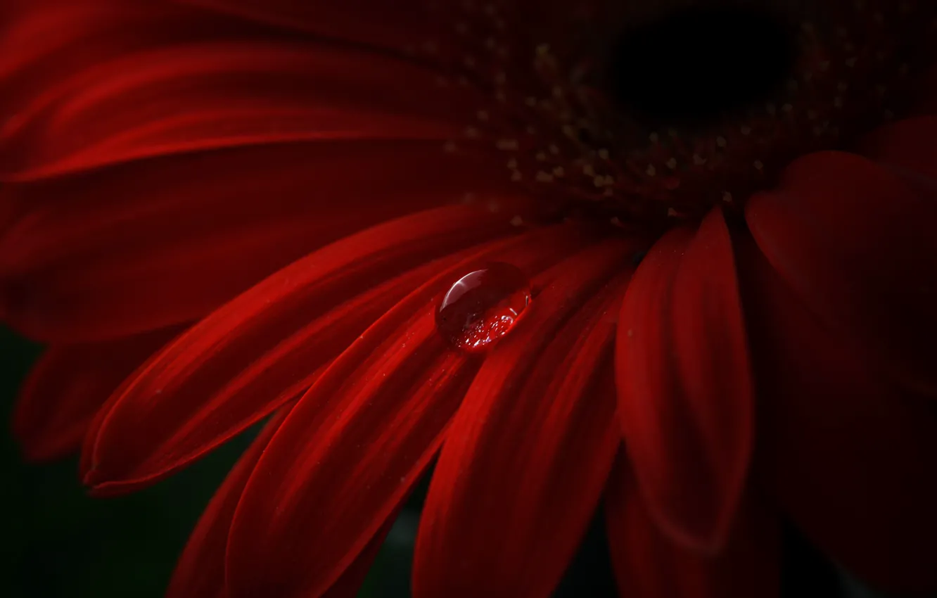 Photo wallpaper flower, red, drop, petals, gerbera