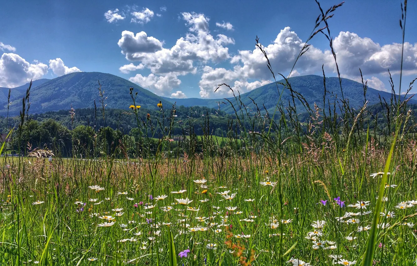Photo wallpaper field, flowers, mountains, Czech Republic, Beskydy
