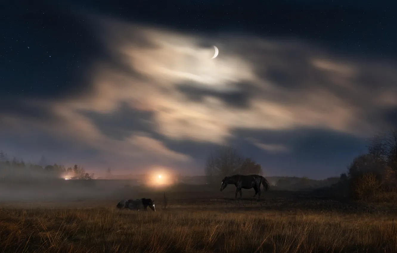 Photo wallpaper field, horse, horse, twilight