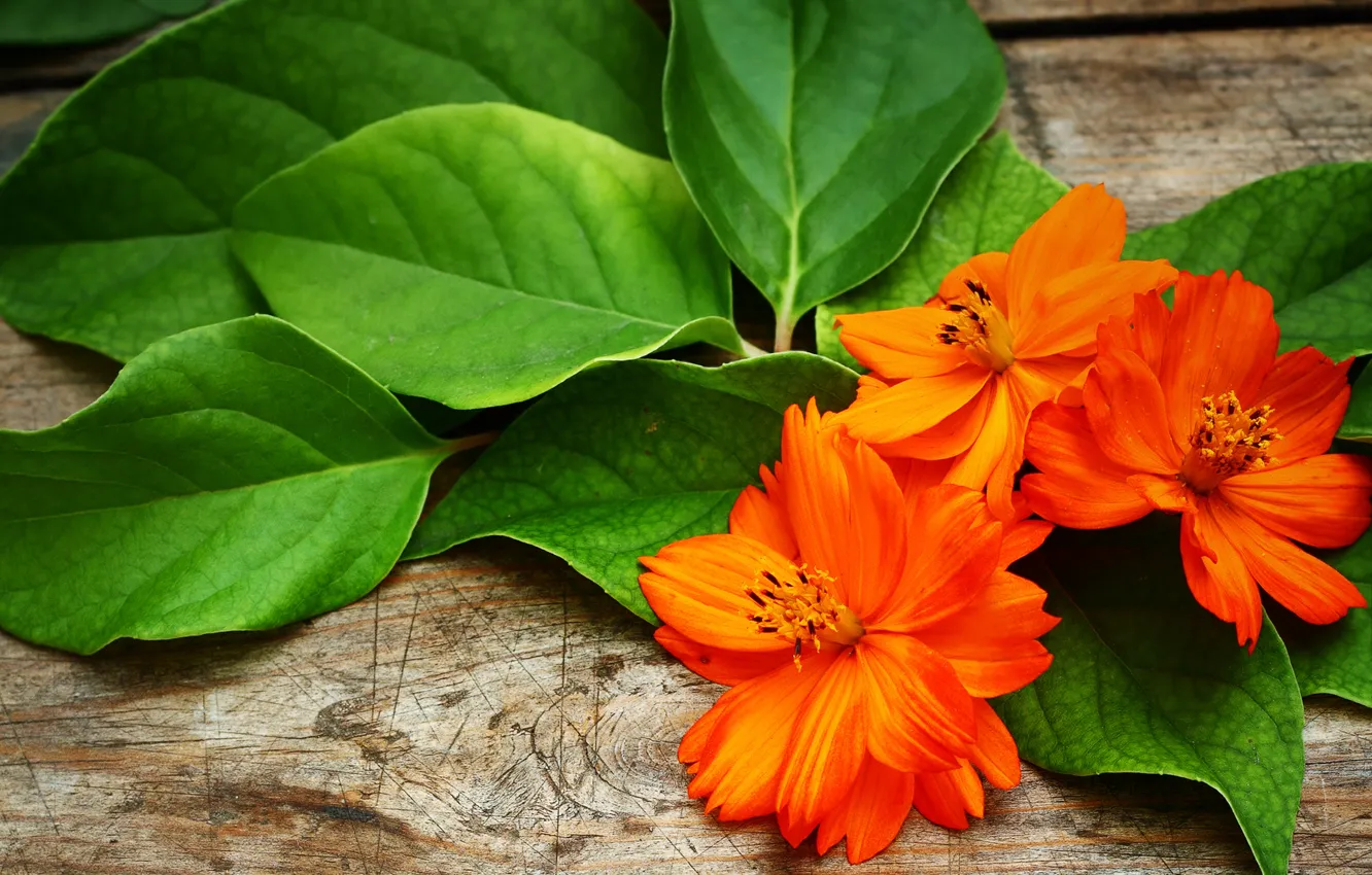 Photo wallpaper leaves, flowers, orange, petals, kosmeya