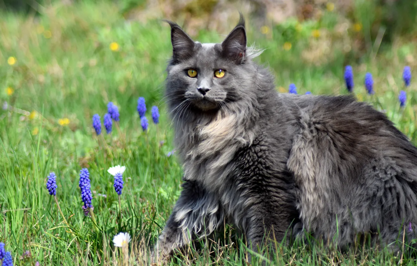 Photo wallpaper cat, grass, cat, look, face, flowers, nature, pose