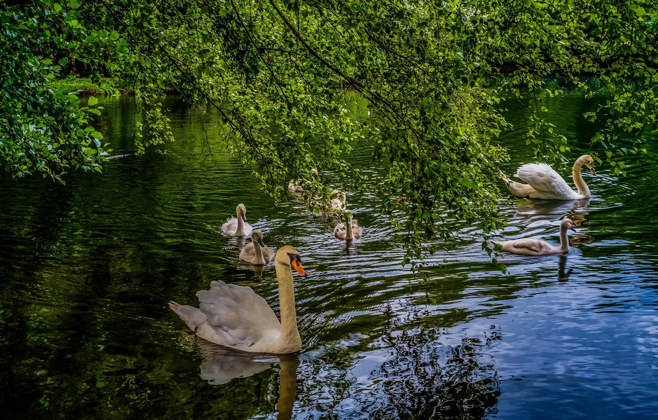 Photo wallpaper greens, summer, water, trees, branches, nature, lake, pond