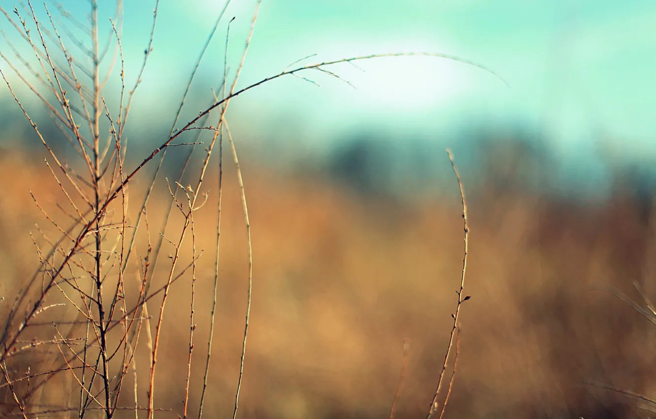 Photo wallpaper macro, branches, background, widescreen, Wallpaper, vegetation, plant, blur