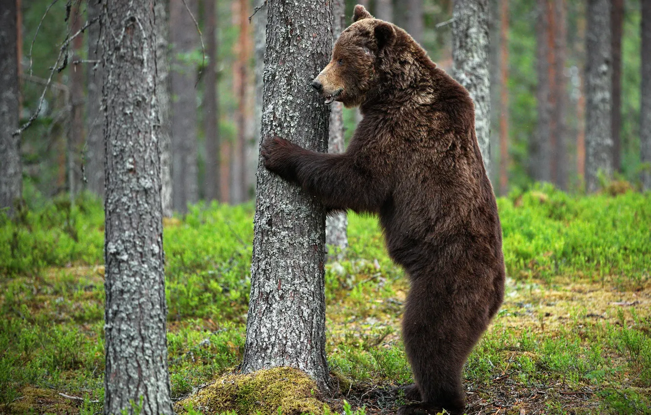Photo wallpaper forest, trees, nature, pose, bear, bear, trunk, profile