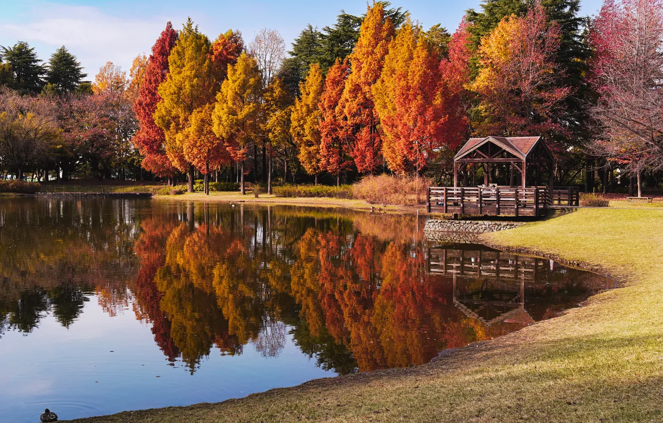 Photo wallpaper autumn, forest, lake, gazebo
