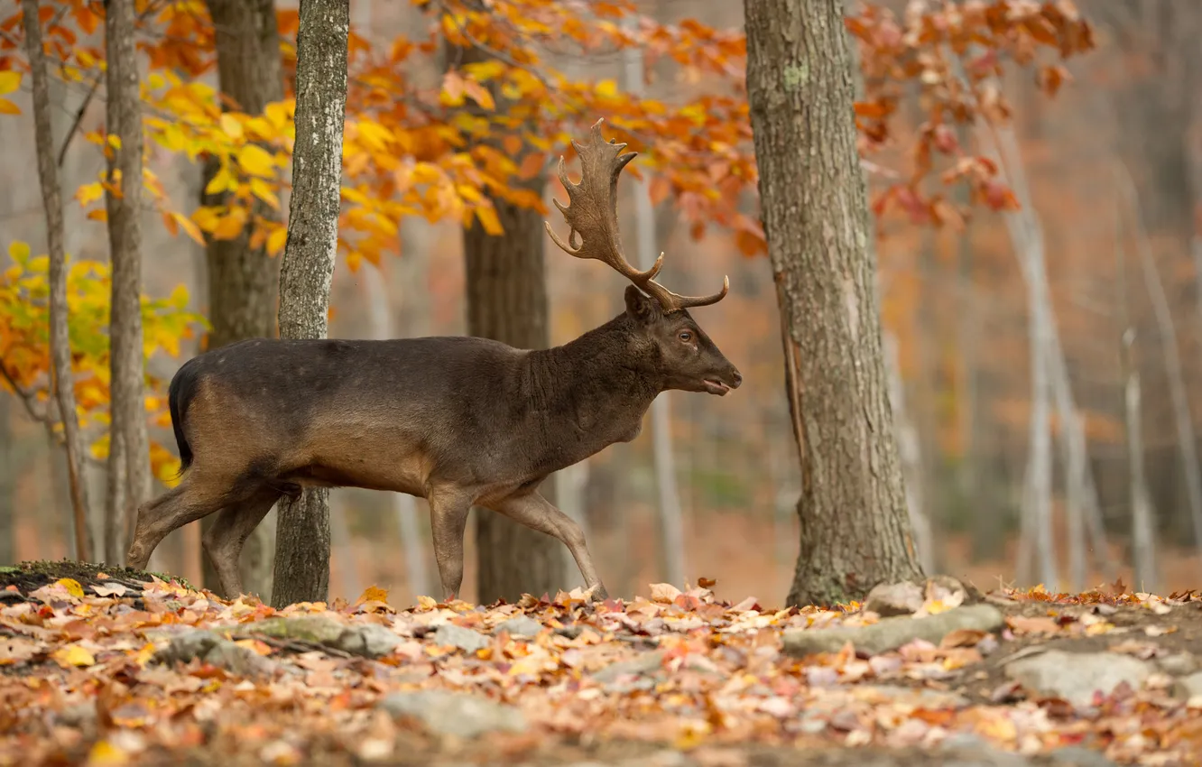 Photo wallpaper autumn, forest, trees, Park, foliage, deer