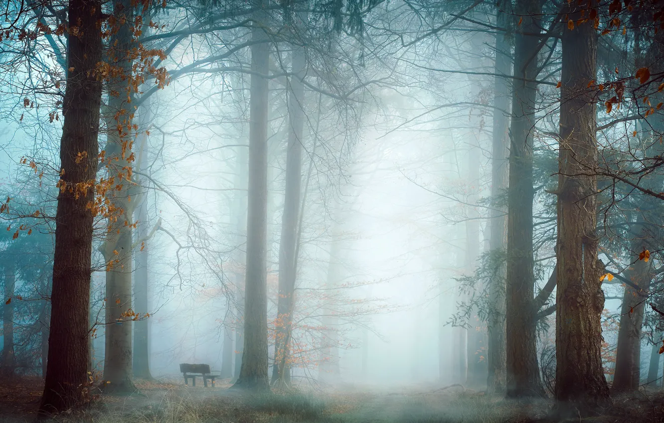 Photo wallpaper nature, fog, Park, bench