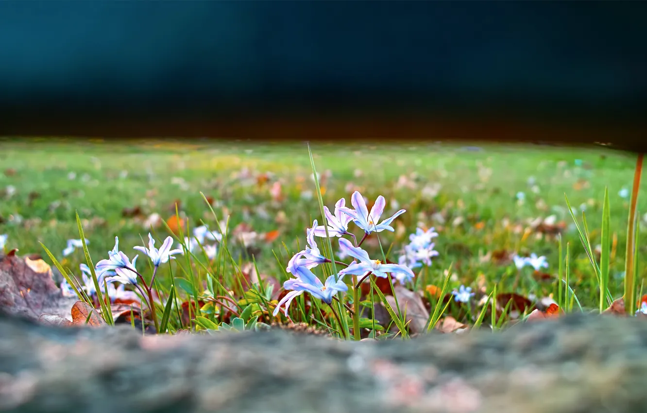 Photo wallpaper grass, flowers, nature, glade, focus