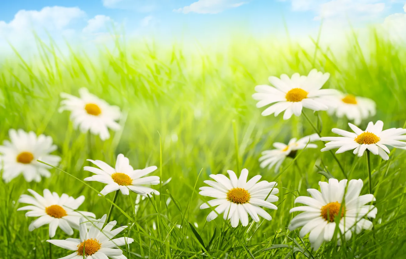 Photo wallpaper the sky, clouds, nature, chamomile, grass, weed, flowers, sky