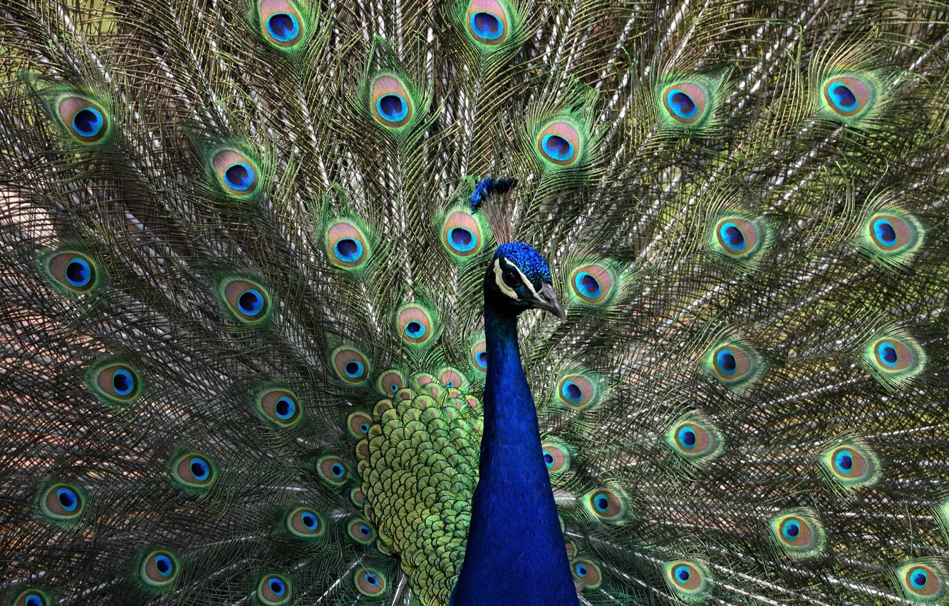 Photo wallpaper bird, feathers, tail, peacock, fan