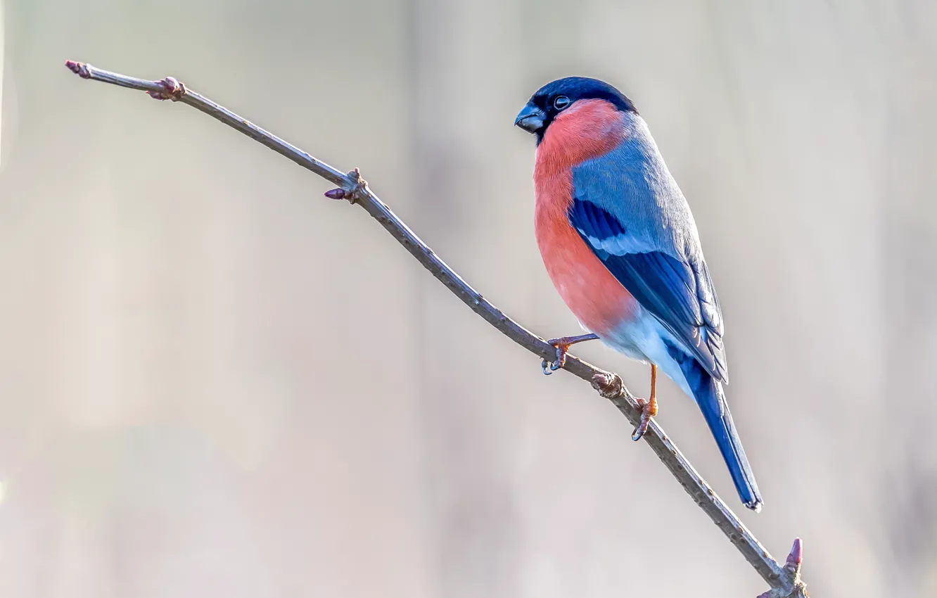 Photo wallpaper branches, bird, profile, light background, bullfinch, bokeh