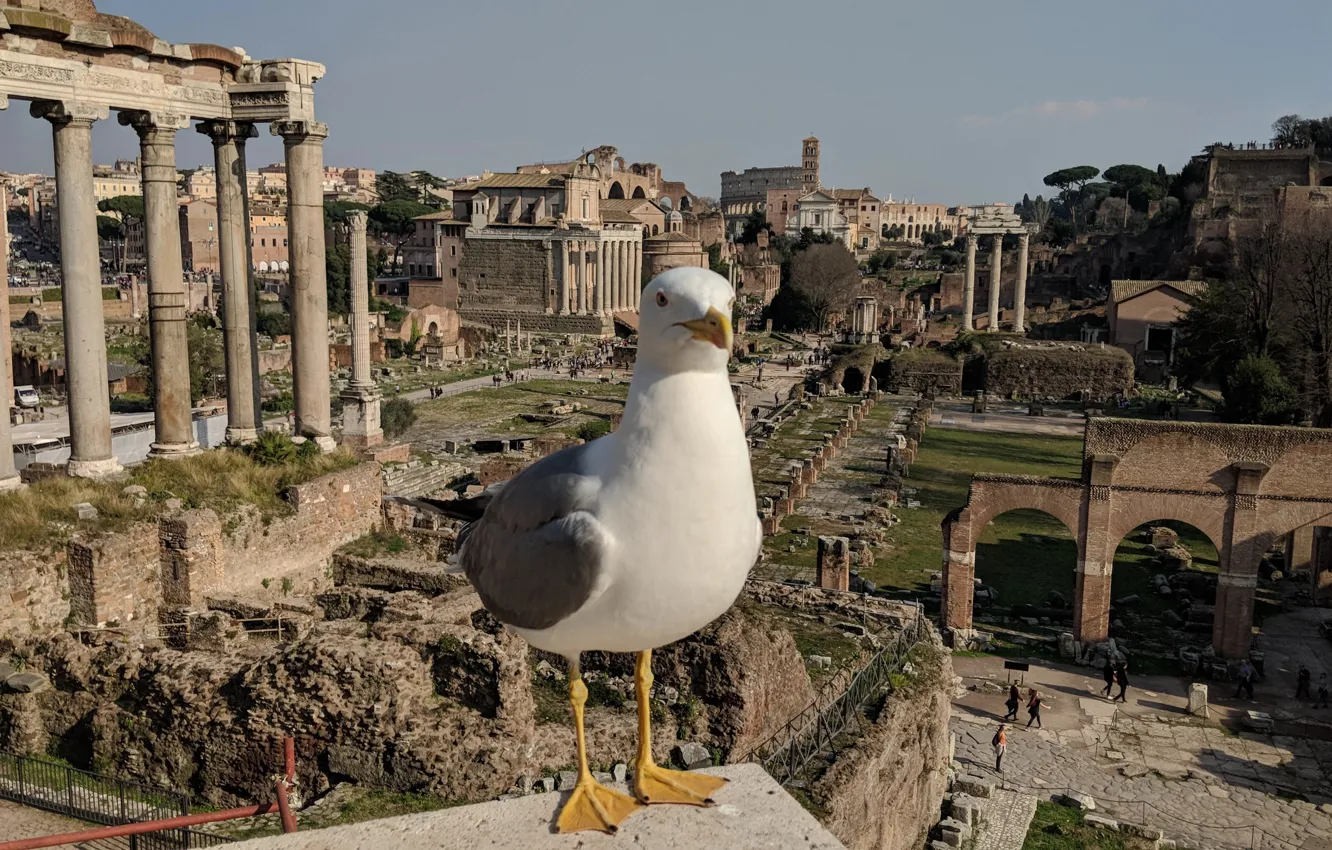 Photo wallpaper Seagull, Rome, Italy, Italy, Rome, Roman forum, Roman Forum, Big seagull