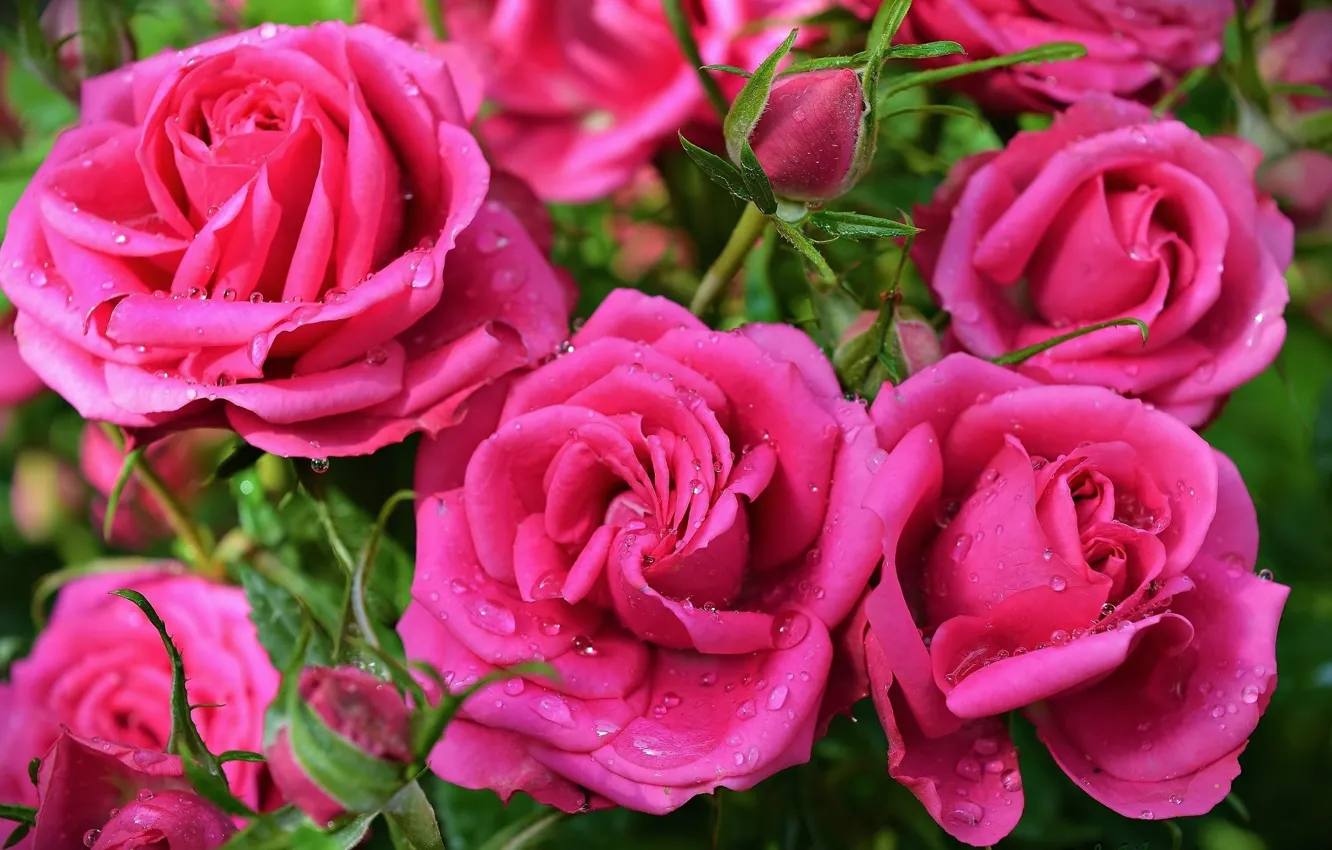 Photo wallpaper roses, bouquet, pink