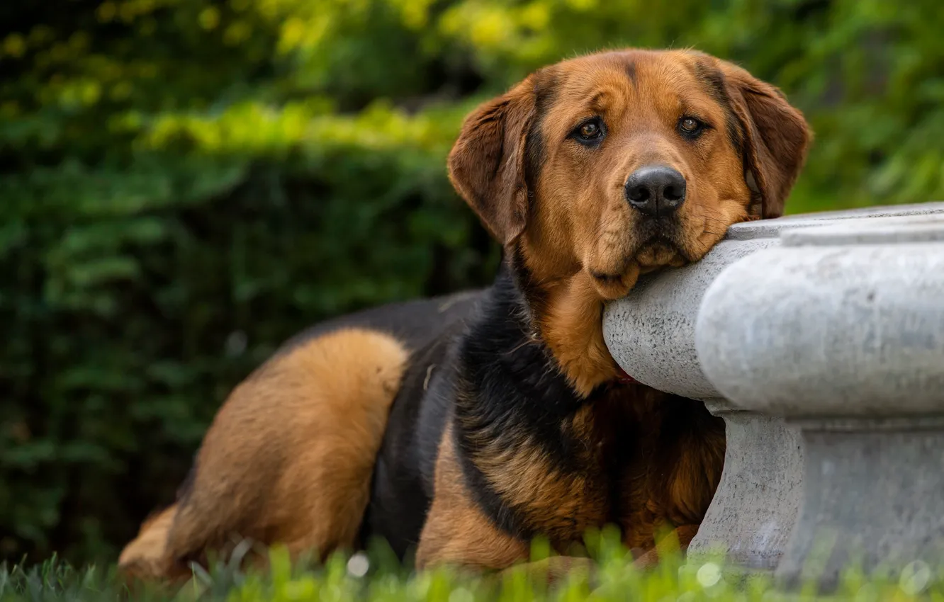 Photo wallpaper sadness, look, face, nature, Park, dog, lies, red