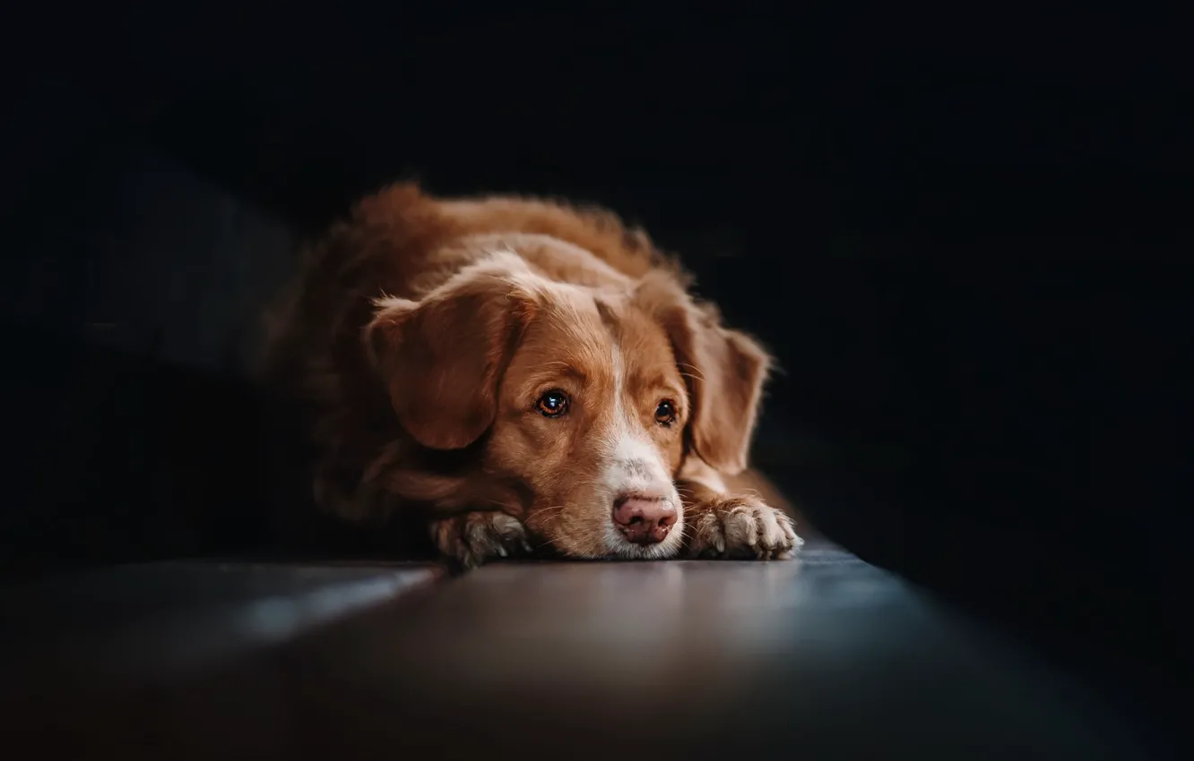 Photo wallpaper look, each, home, dog