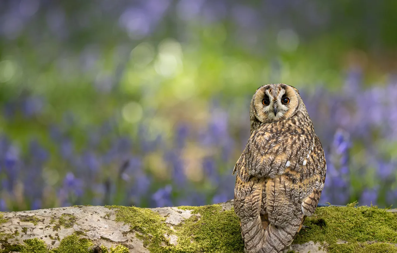 Photo wallpaper flowers, nature, owl, bird, glade, moss, log, bokeh