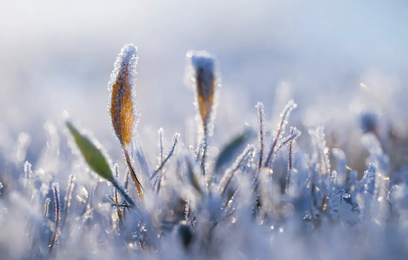 Photo wallpaper winter, frost, grass