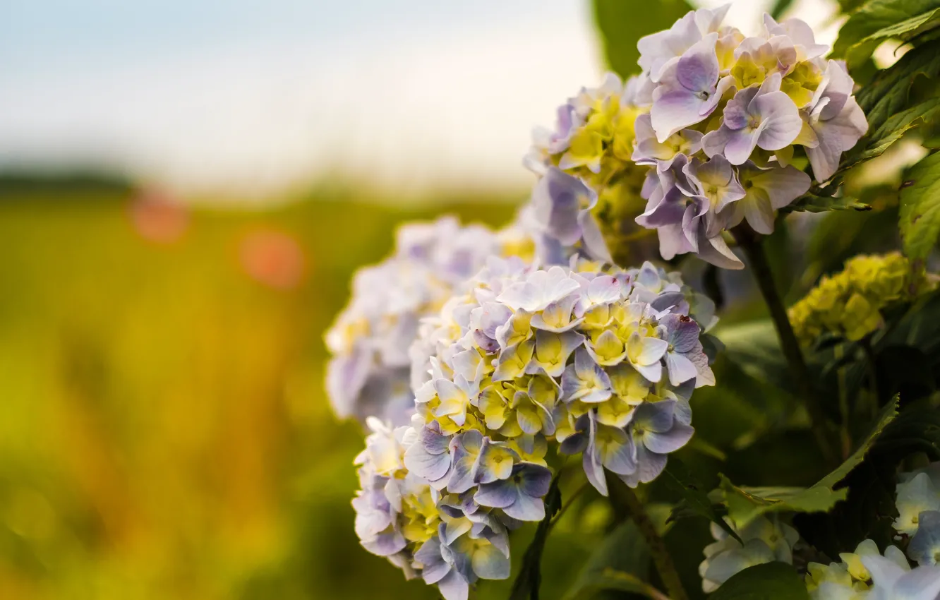 Photo wallpaper flowers, background, the bushes, hydrangea