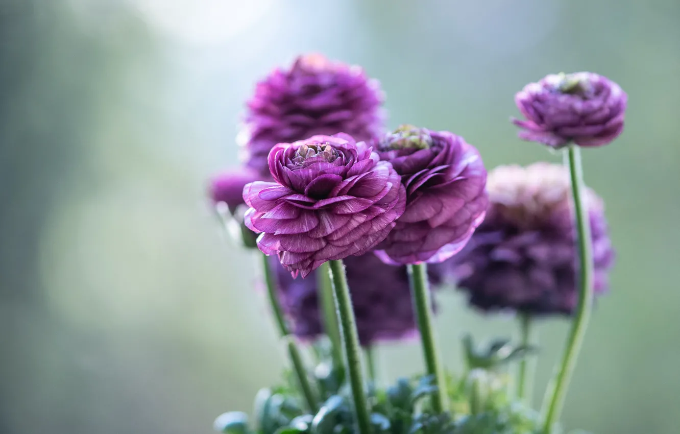 Photo wallpaper purple, flowers, background, bokeh, buttercups, Ranunculus