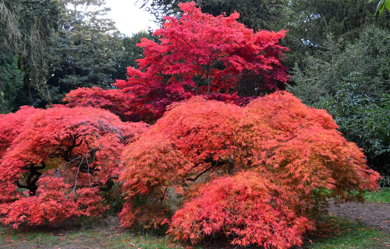 Photo wallpaper autumn, trees, Park, UK, the bushes, Arboretum, Westonbirt