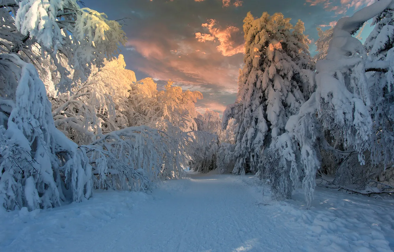Photo wallpaper winter, road, forest, the sky, clouds, light, snow, trees