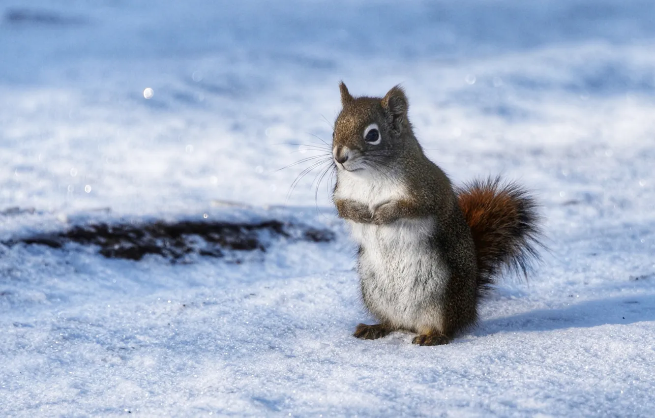 Photo wallpaper winter, look, snow, nature, pose, grey, shadow, protein