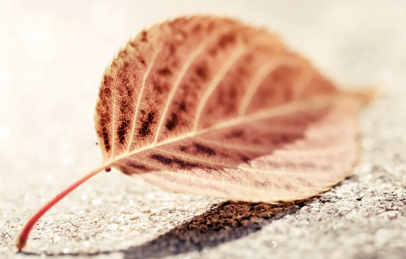 Photo wallpaper leaves, macro, background