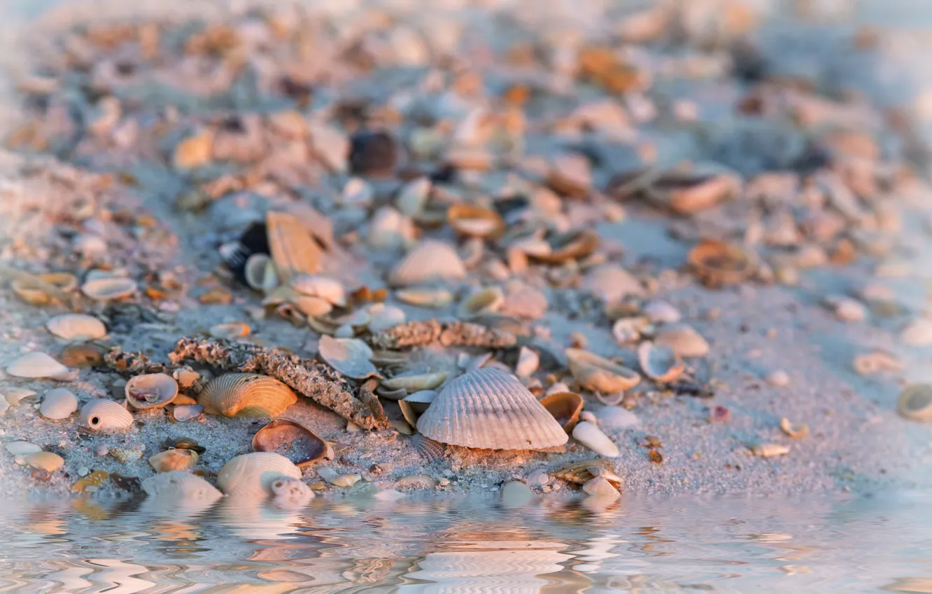 Photo wallpaper sea, water, shore, sink, shell