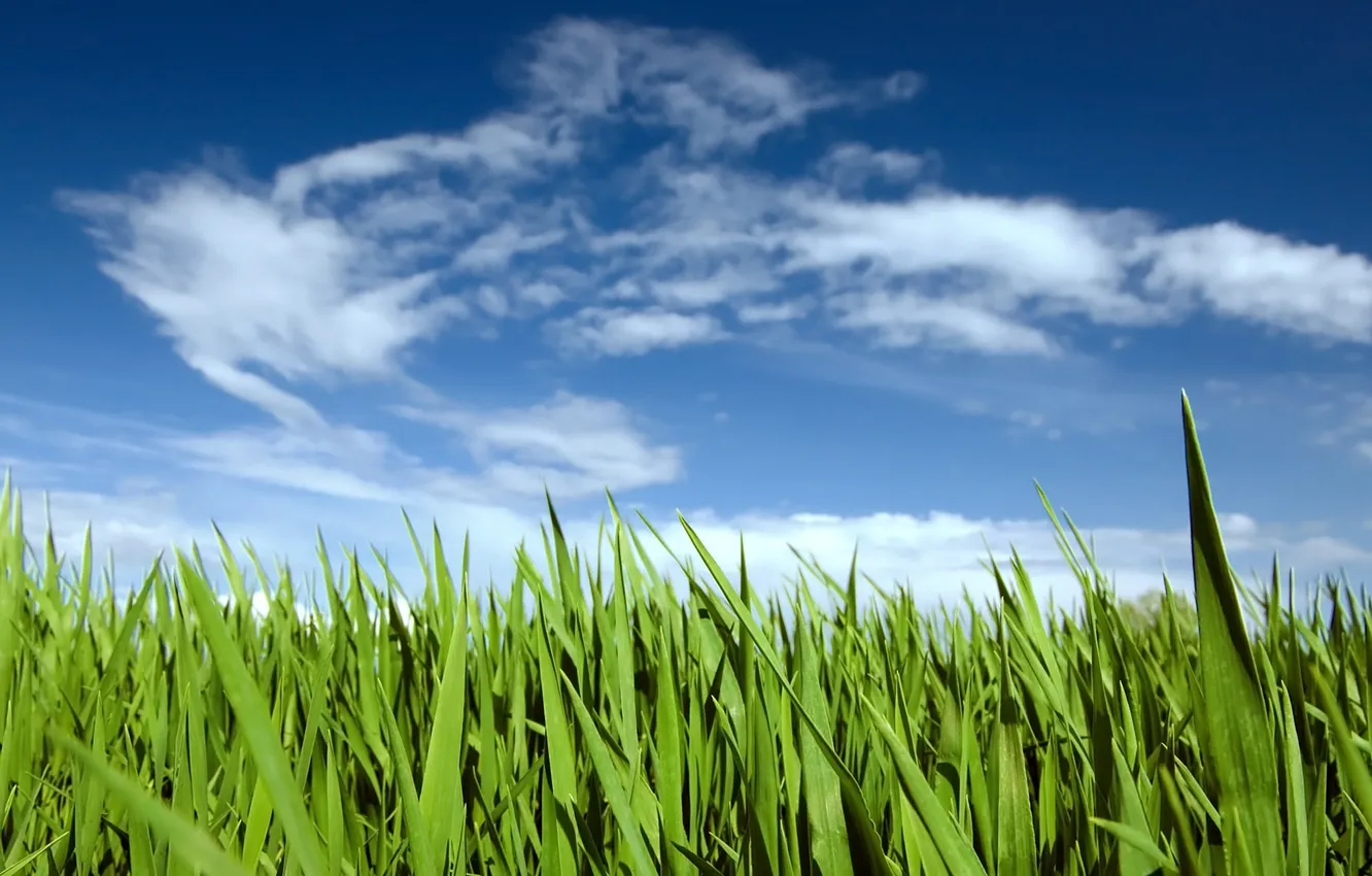 Photo wallpaper grass, sky, nature, clouds