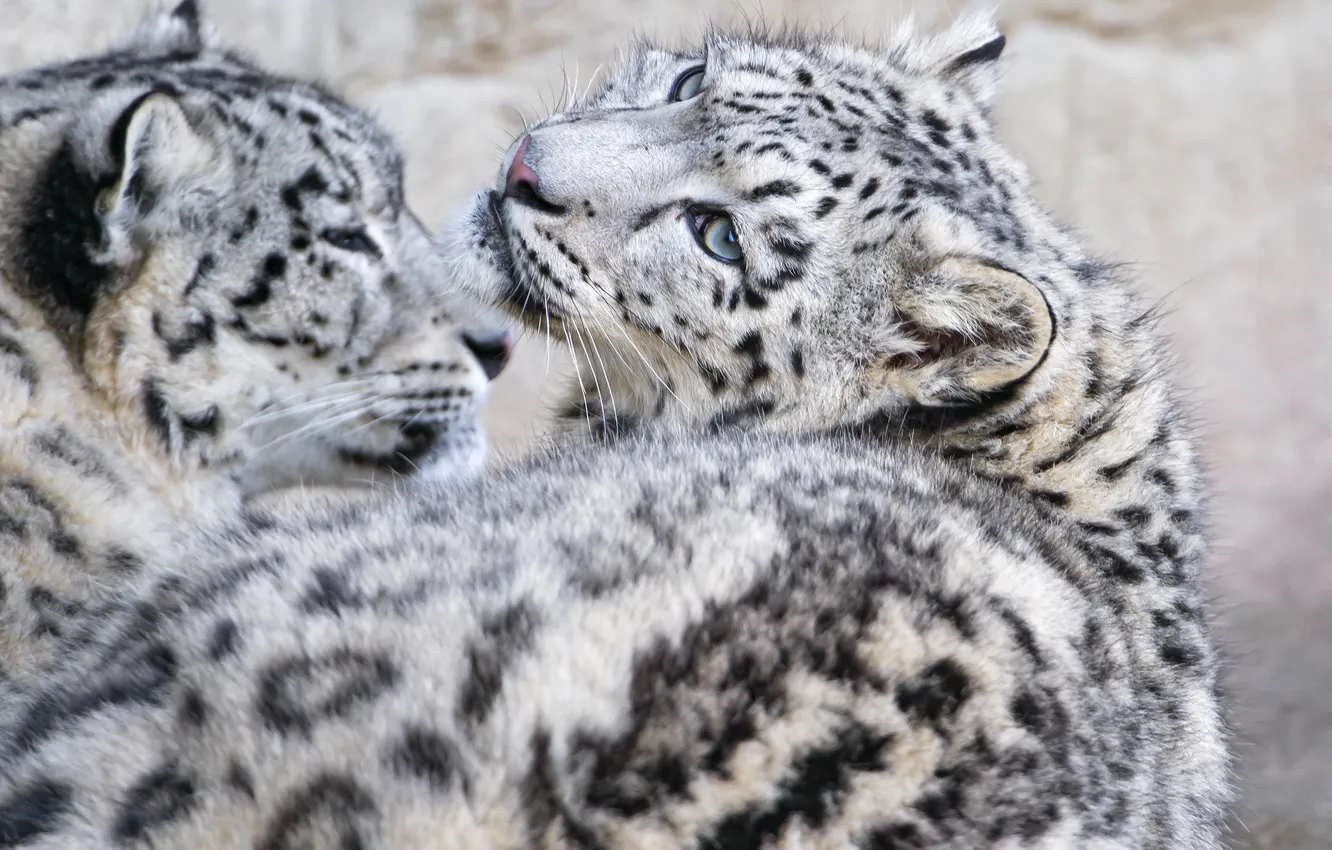 Photo wallpaper cat, look, kitty, IRBIS, snow leopard, ©Tambako The Jaguar
