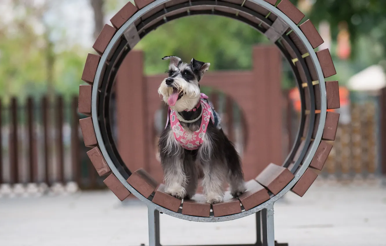 Photo wallpaper look, each, dog