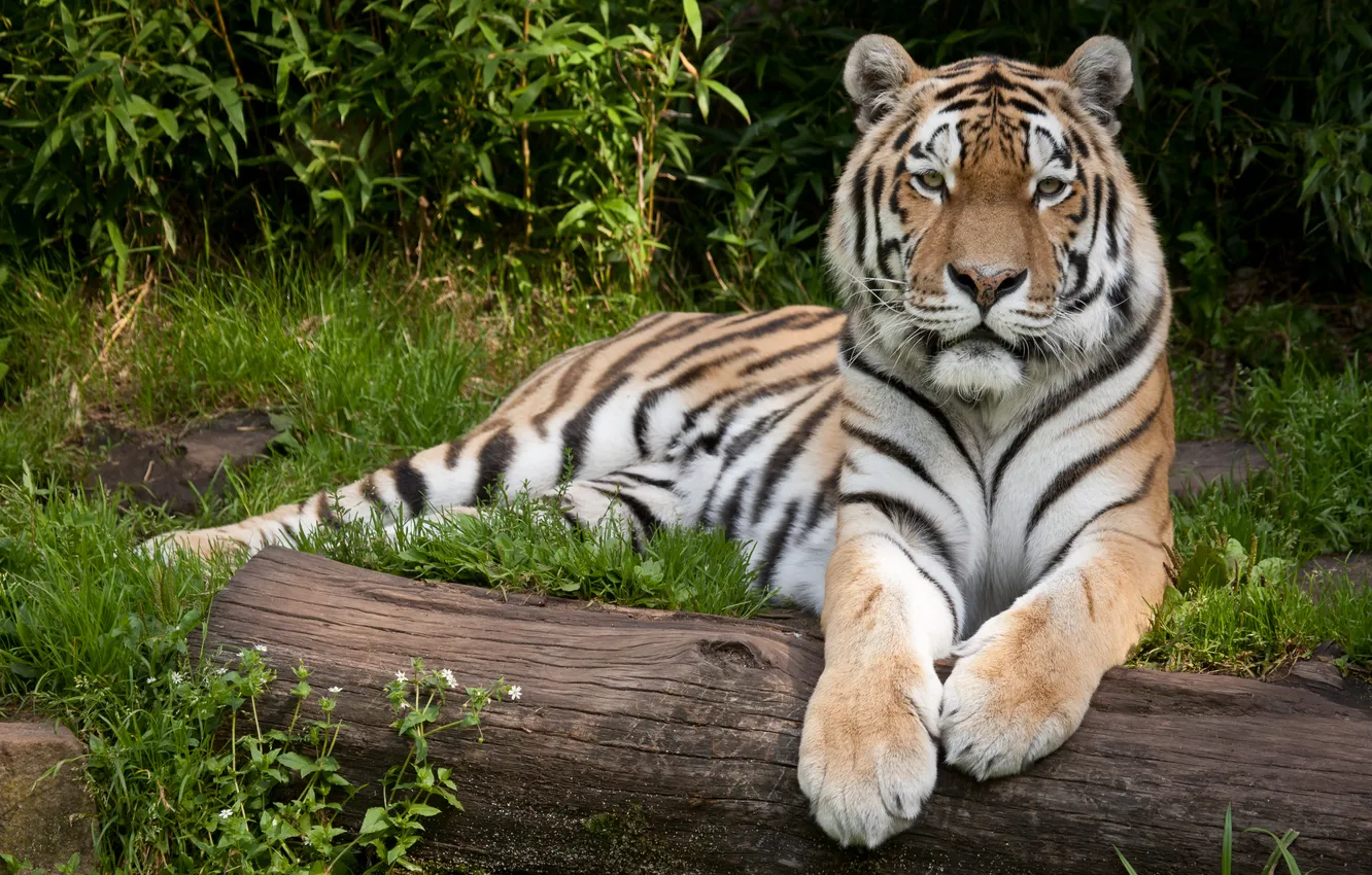 Photo wallpaper cat, grass, tiger, log, Amur