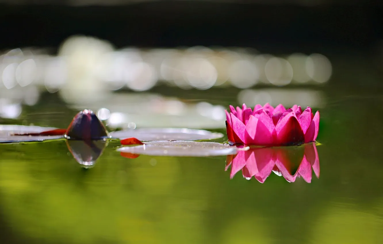 Photo wallpaper flower, water, leaf, Lotus, water, a flower, a Lotus leaf