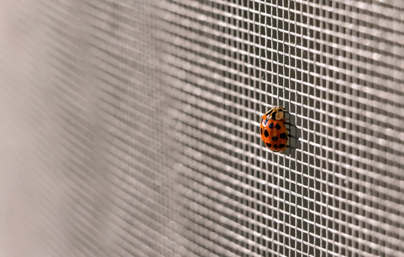 Photo wallpaper macro, background, ladybug