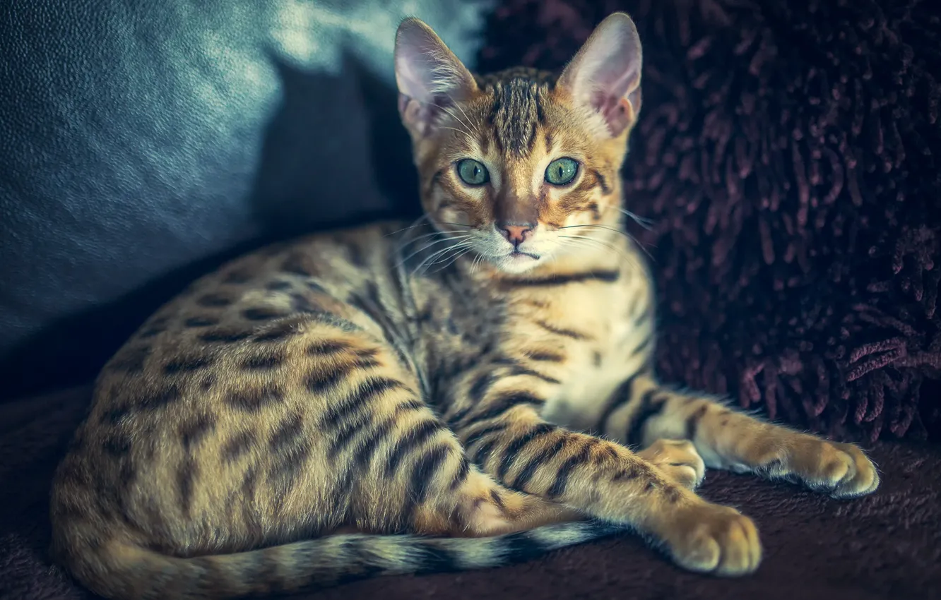 Photo wallpaper cat, look, cat, Bengal, bengal