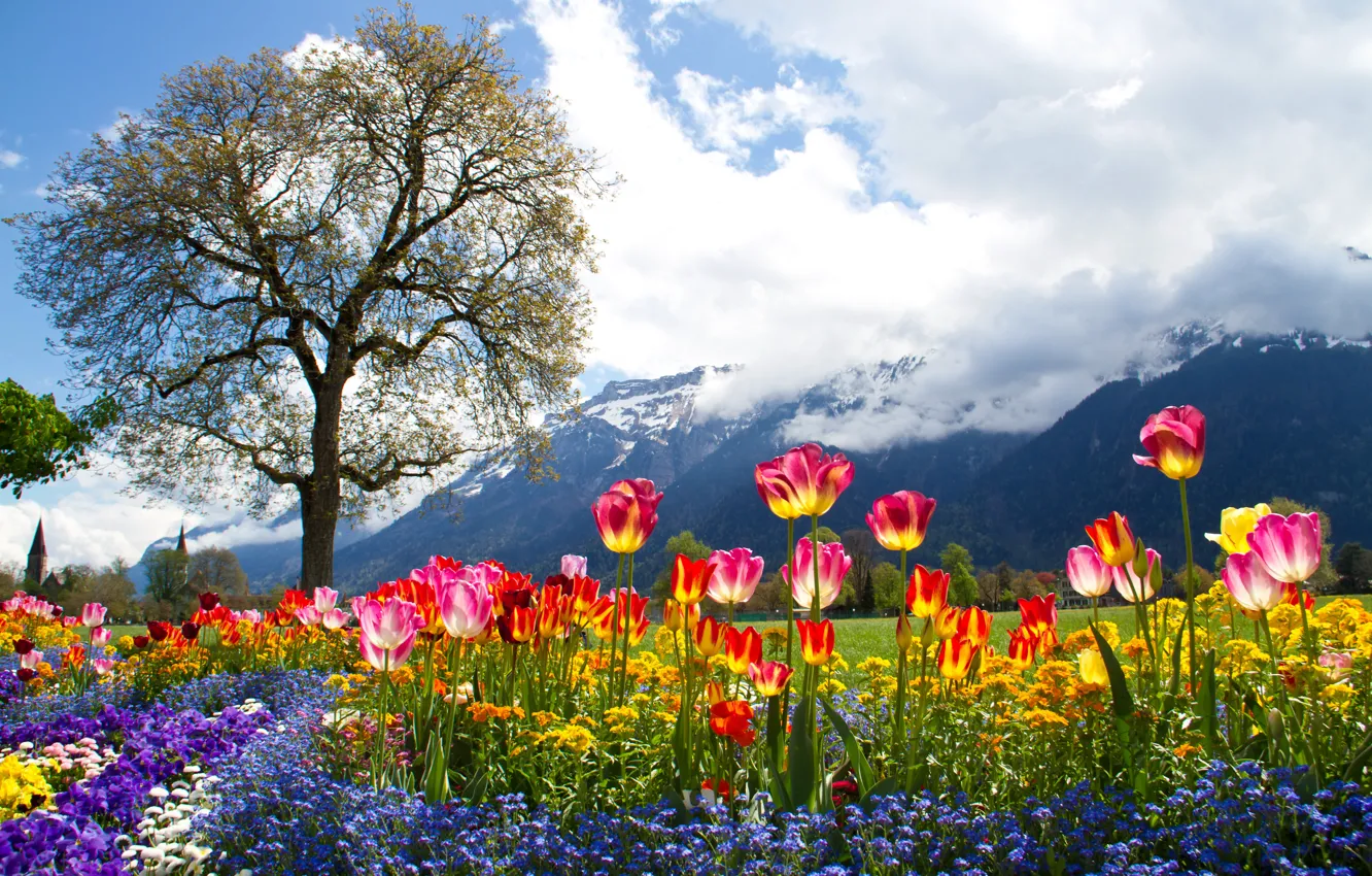 Photo wallpaper clouds, flowers, mountains, tree, Alps, tulips, Alps, Petunia