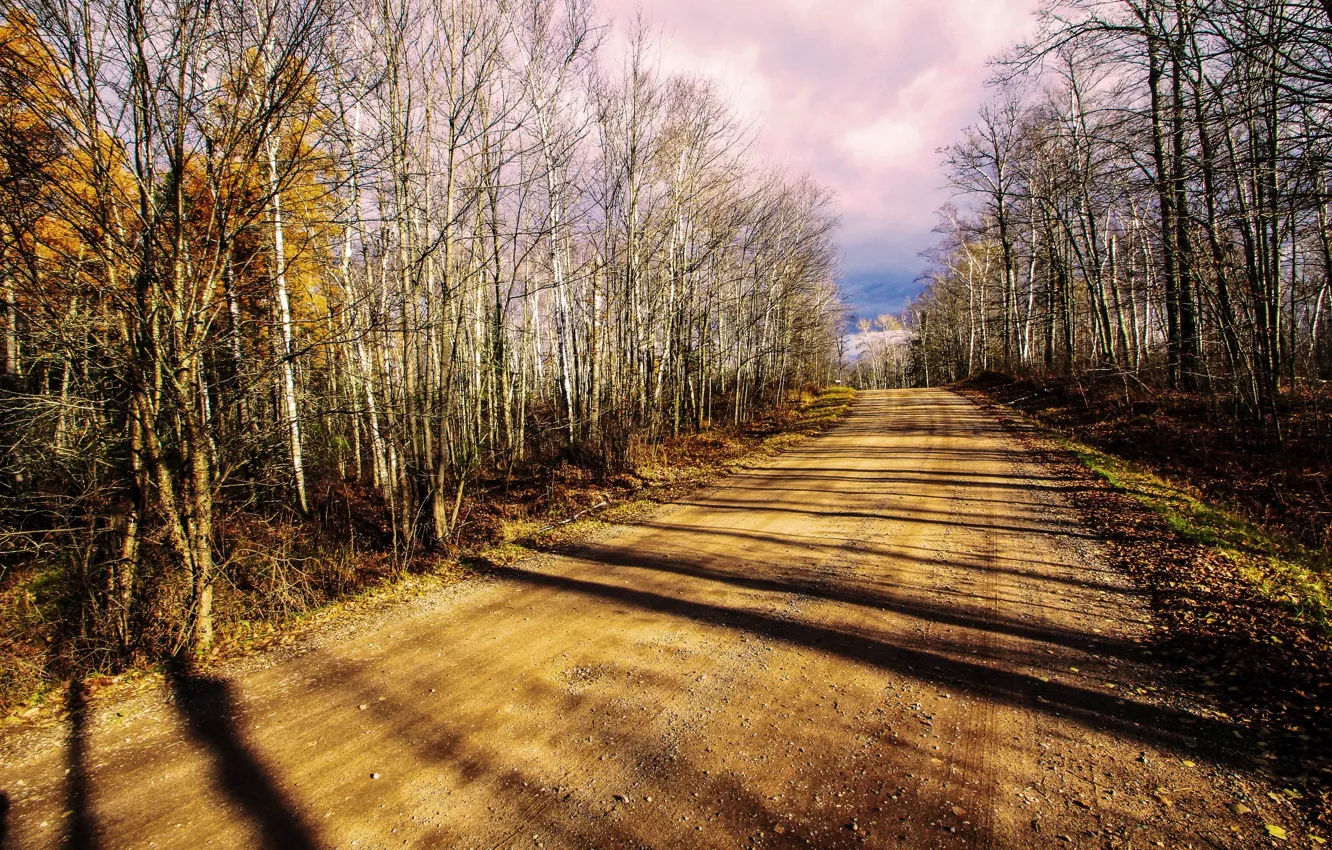 Photo wallpaper road, autumn, forest, landscape, nature