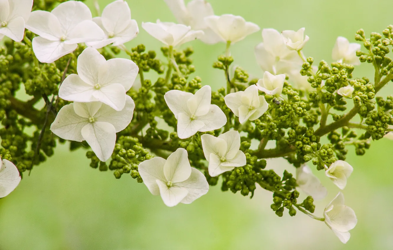 Photo wallpaper macro, flowers, hydrangea, inflorescence, Hydrangea oakleaf