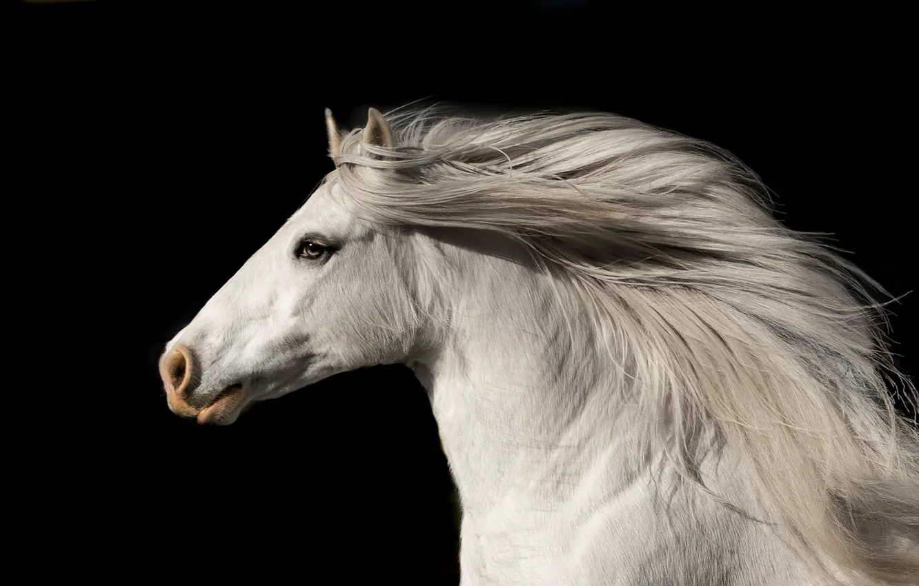 Photo wallpaper nature, horse, running